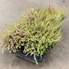 CALLUNA 12 CM GOLDEN ANGIE